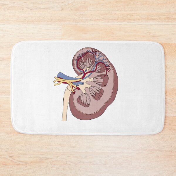 Item preview, Kidney anatomy designed and sold by carries-anatomy.