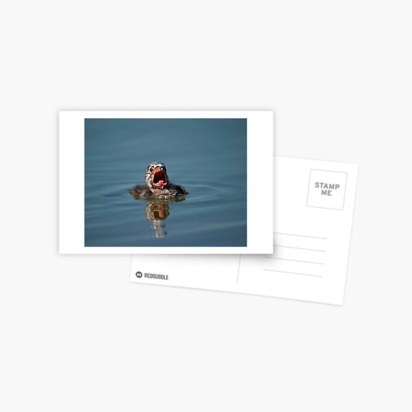 Little Cry Baby Grebe Postcard
