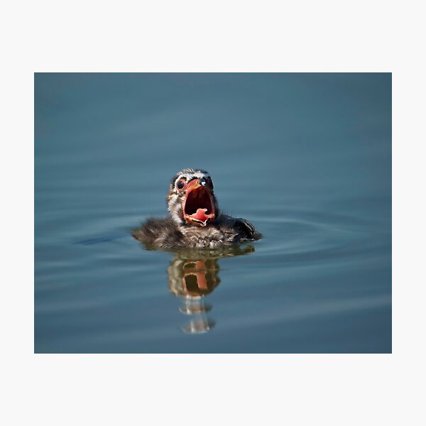 Little Cry Baby Grebe Photographic Print