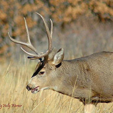Artwork thumbnail, Fall Stag by Holly Werner