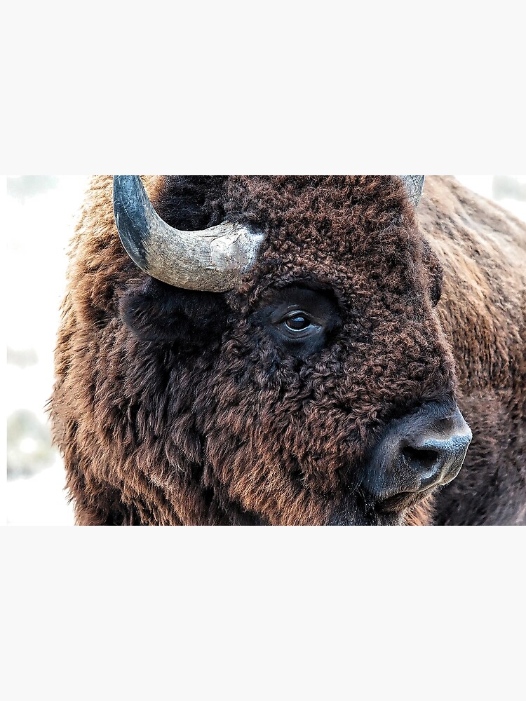 Thumbnail 6 of 6, Bath Mat, In the Presence of Bison in Yellowstone National Park and Arsenal Park, Colorado designed and sold by OLena Art ❣️.