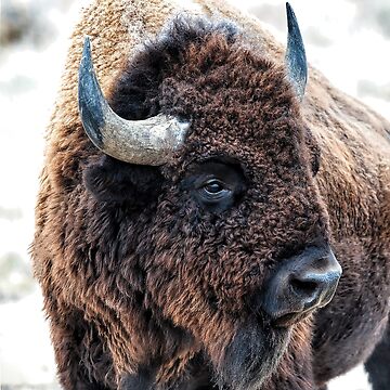 Artwork thumbnail, In the Presence of Bison in Yellowstone National Park and Arsenal Park, Colorado by ArtOLena