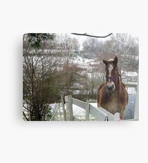 The horse in winter Metal Print