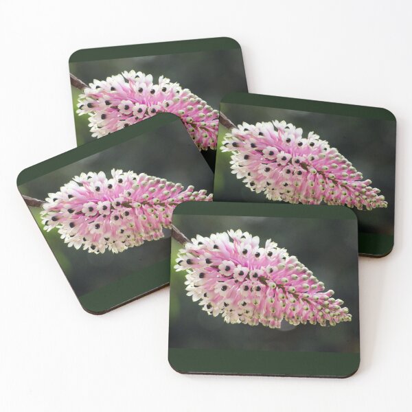 Item preview, Bottlebrush Orchid (Coelandria smillieae) flower in bloom.  designed and sold by Connie Pinson.