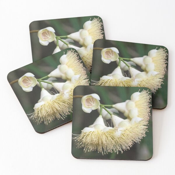 Item preview, Daintree Satinash (Syzygium monospermum) flowers in bloom designed and sold by Connie Pinson.