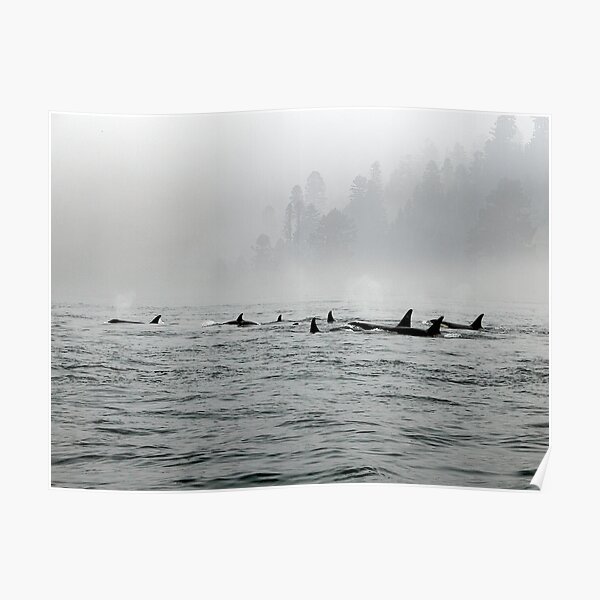 Passing Whales Poster