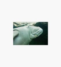 Dugong - Sydney - Australia Art Board