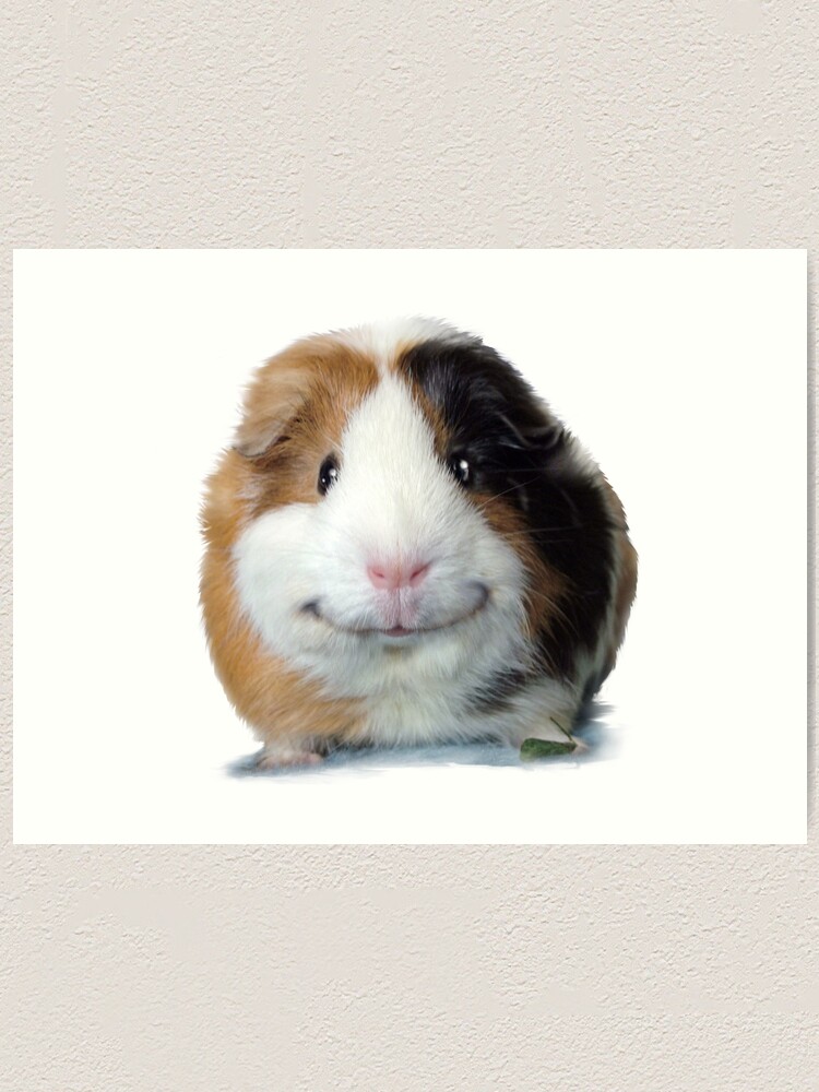 smiling guinea pig
