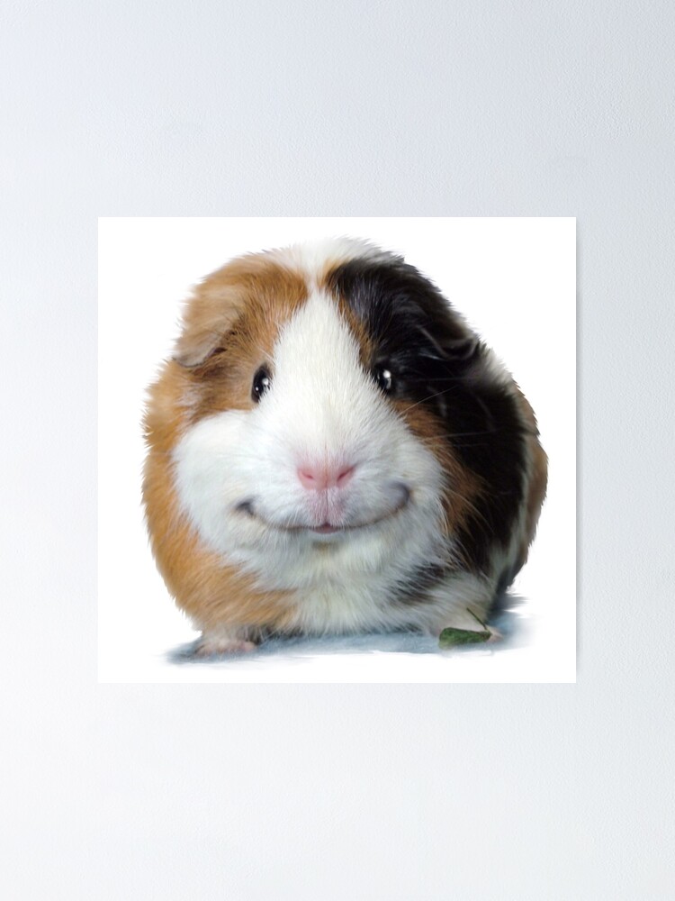 smiling guinea pig