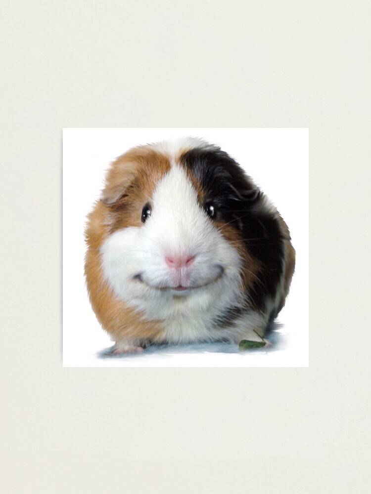 Smiling best sale guinea pig