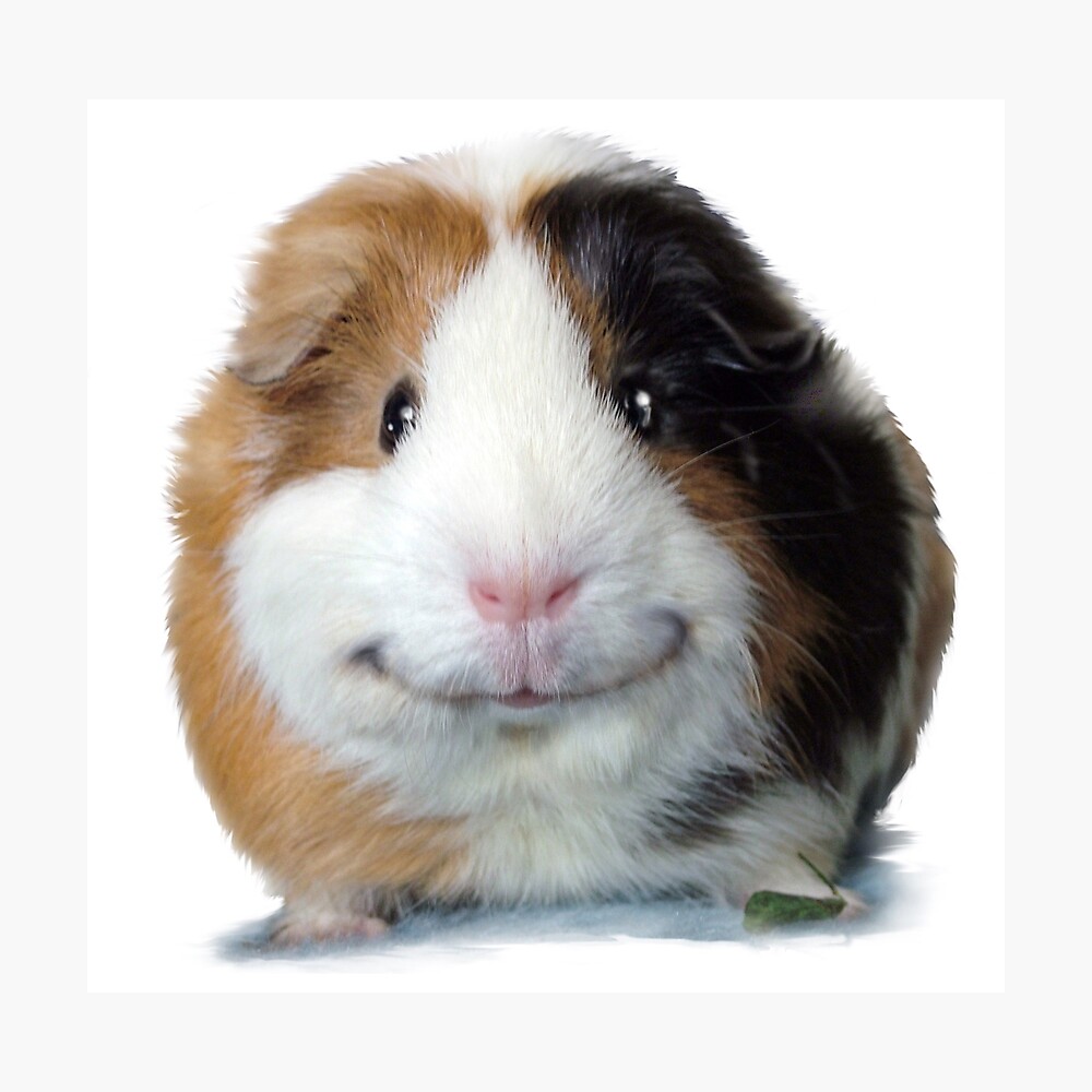 Keep Smiling With Angeelo The Guinea Pig Photographic Print By Fany Redbubble