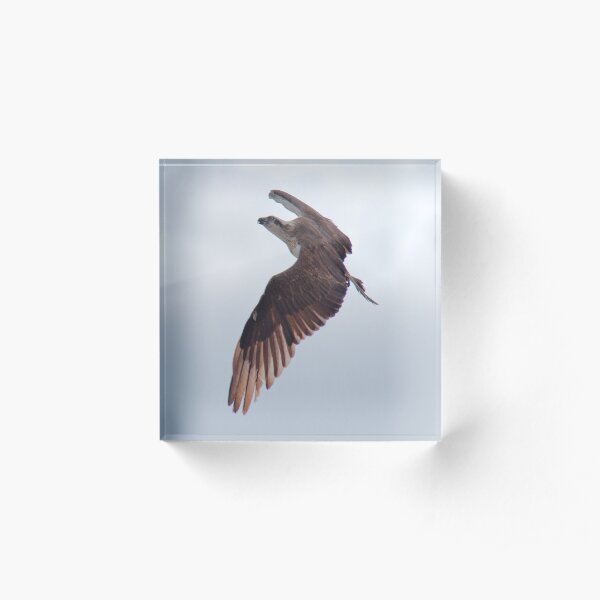 SC ~ WO ~ RAPTOR ~ Eastern Osprey by David Irwin 240919 Acrylic Block