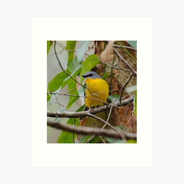 SC ~ WO ~ ROBIN ~ Eastern Yellow Robin PvNXEVLV by David Irwin 240919 Art Print
