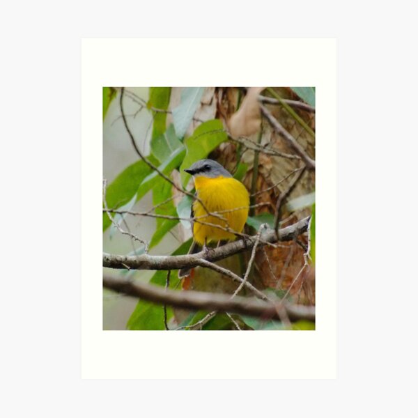 SC ~ WO ~ ROBIN ~ Eastern Yellow Robin by David Irwin 240919 Art Print