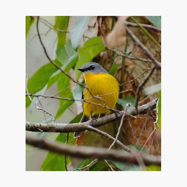 SC ~ WO ~ ROBIN ~ Eastern Yellow Robin PvNXEVLV by David Irwin 240919 Photographic Print