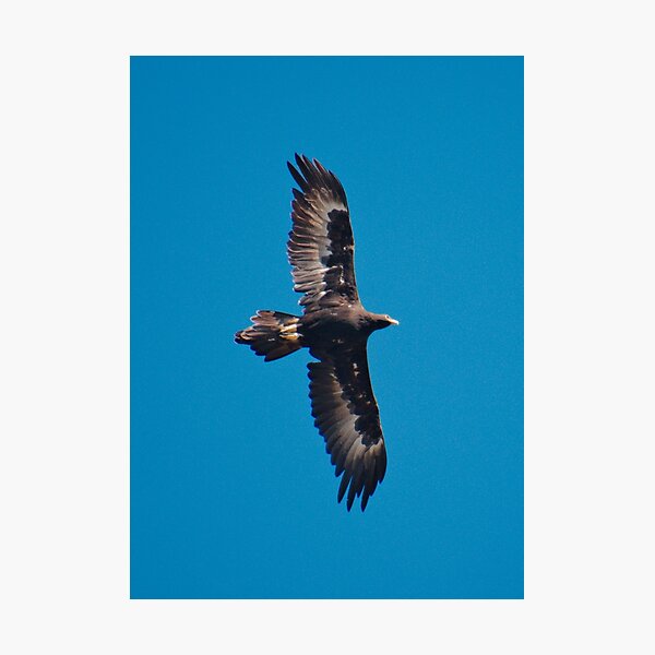 RAPTOR ~ Wedge-tailed Eagle by David Irwin 240919 Photographic Print