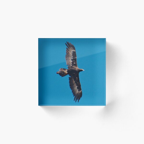 RAPTOR ~ Wedge-tailed Eagle X3337VZU by David Irwin 240919 Acrylic Block