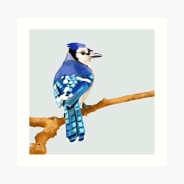 Blue Jay Art Prints | Redbubble