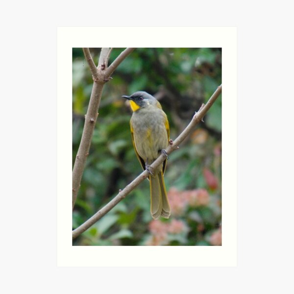 HONEYEATER ~ Yellow-throated Honeyeater by David Irwin 240919 Art Print