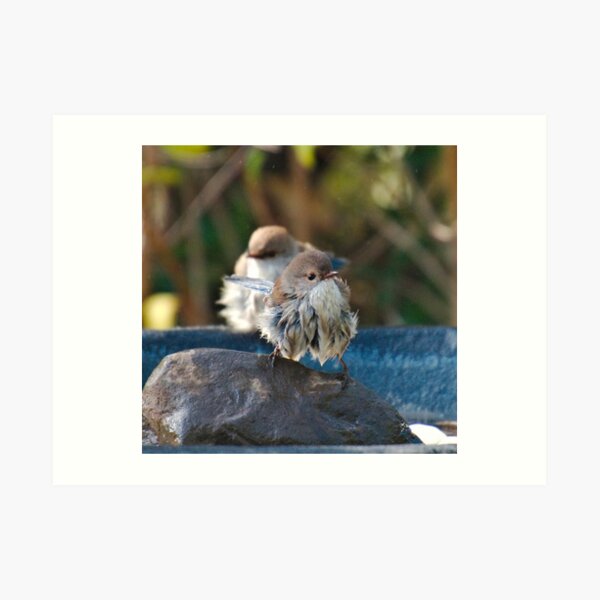 WREN ~ Superb Fairy-wren tpj8BFUy by David Irwin 240919 Art Print