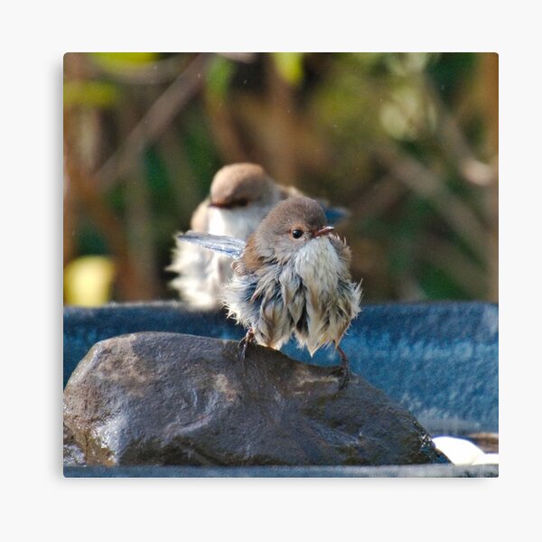 WREN ~ Superb Fairy-wren tpj8BFUy by David Irwin 240919 Canvas Print