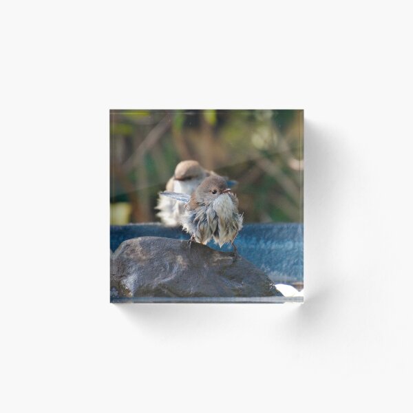 WREN ~ Superb Fairy-wren by David Irwin 240919 Acrylic Block