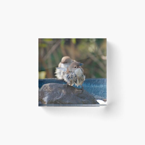 WREN ~ Superb Fairy-wren tpj8BFUy by David Irwin 240919 Acrylic Block