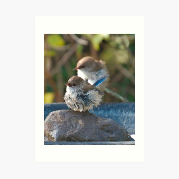 WREN ~ Superb Fairy-wren 2 by David Irwin 240919 Art Print
