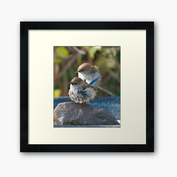 WREN ~ Superb Fairy-wren LiA3z6sF by David Irwin 240919 Framed Art Print