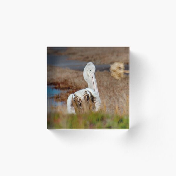 MARINE BIRD ~ Australian Pelican Juvenile by David Irwin 240919 Acrylic Block