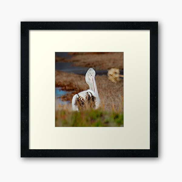 MARINE BIRD ~ Australian Pelican KWRPDPJJ Juvenile by David Irwin 240919 Framed Art Print
