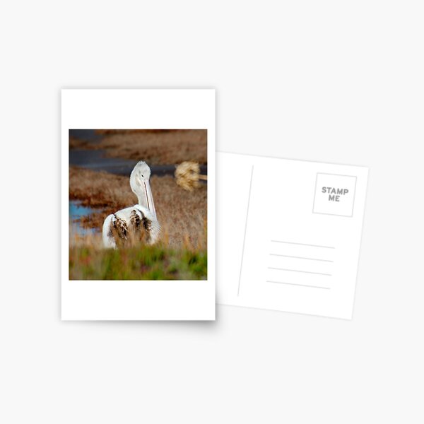 MARINE BIRD ~ Australian Pelican KWRPDPJJ Juvenile by David Irwin 240919 Postcard