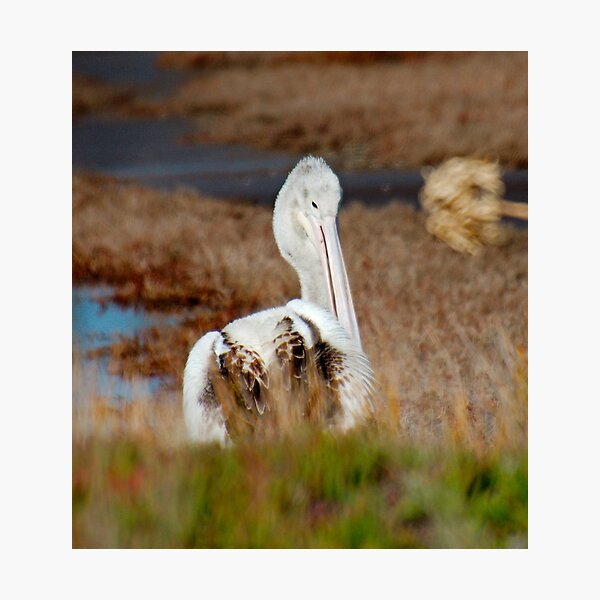 MARINE BIRD ~ Australian Pelican KWRPDPJJ Juvenile by David Irwin 240919 Photographic Print