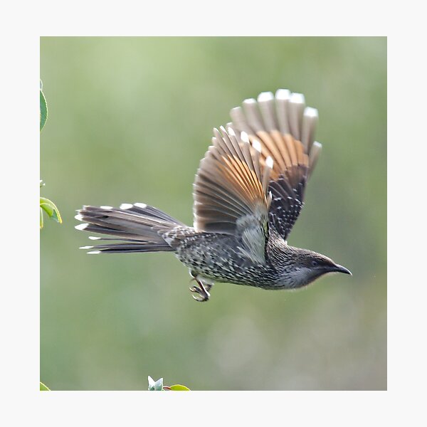 HONEYEATER ~ Little (Brush) Wattlebird by David Irwin 240919 Photographic Print