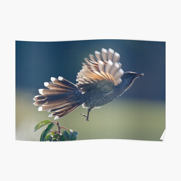 HONEYEATER ~ Little (Brush) Wattlebird 2 by David Irwin 240919 Poster
