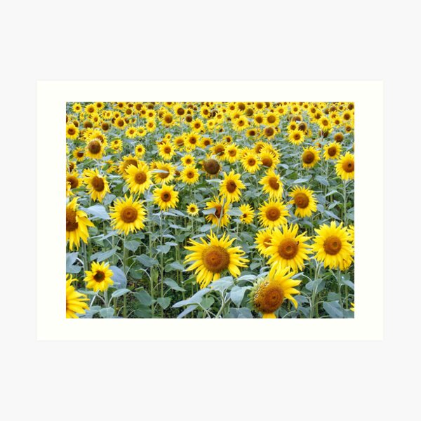 Summer Warmth Art Print