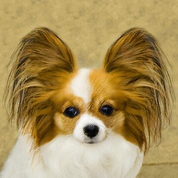 Papillon (Hound Tri)