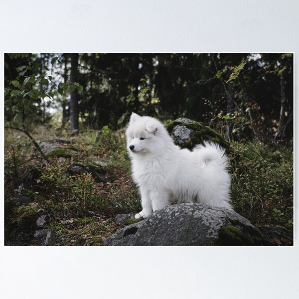 Item preview, Samoyed dog puppy in the forest designed and sold by Juhku.