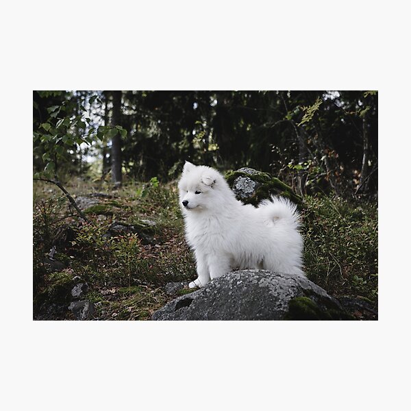 Item preview, Samoyed dog puppy in the forest designed and sold by Juhku.