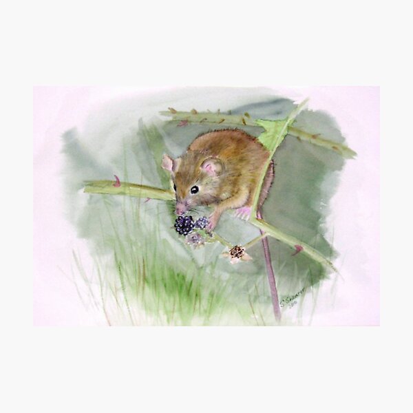 "Field Mouse" Photographic Print