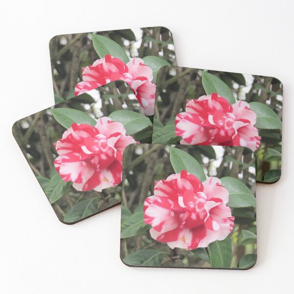 Item preview, Red and White Camellia designed and sold by Linda Walsh.