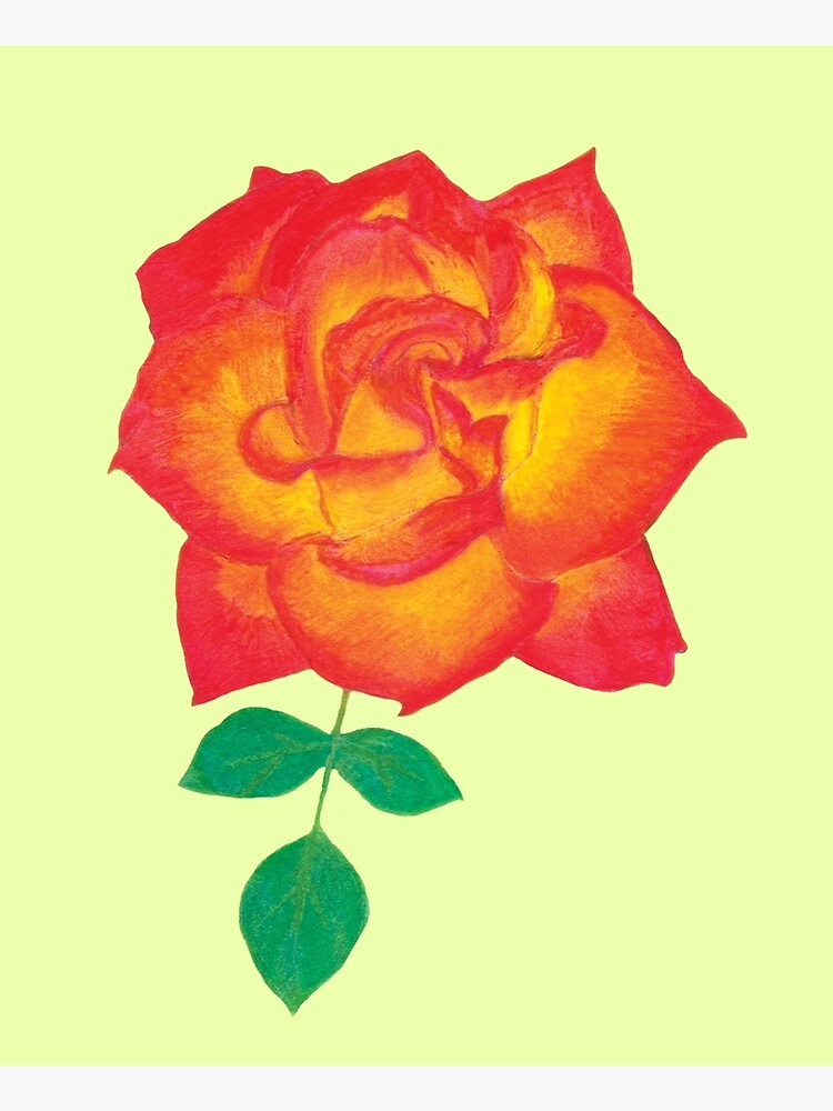 Red Roses Oil pastels art