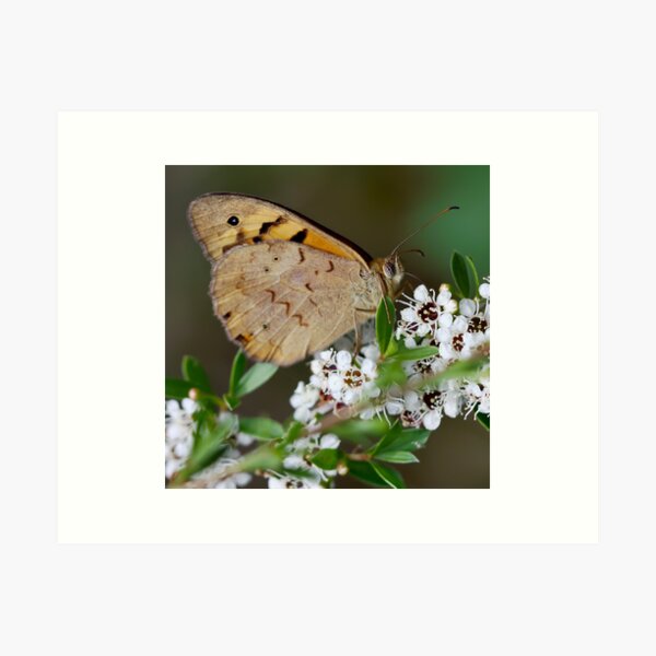 Item preview, ~ Butterfly ~ designed and sold by LeeoPhotography.