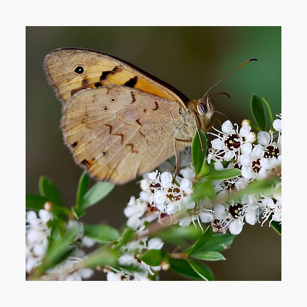 Item preview, ~ Butterfly ~ designed and sold by LeeoPhotography.