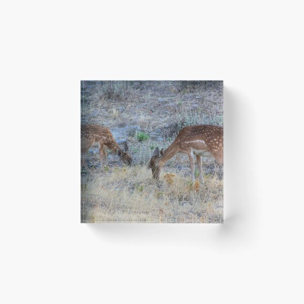 Item preview, Grazing designed and sold by Vicki Spindler (VHS Photography).