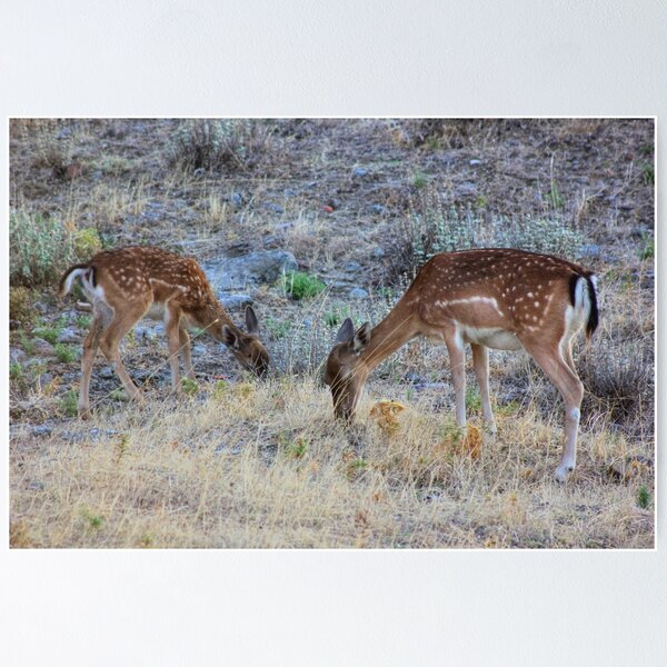 Item preview, Grazing designed and sold by Vicki Spindler (VHS Photography).