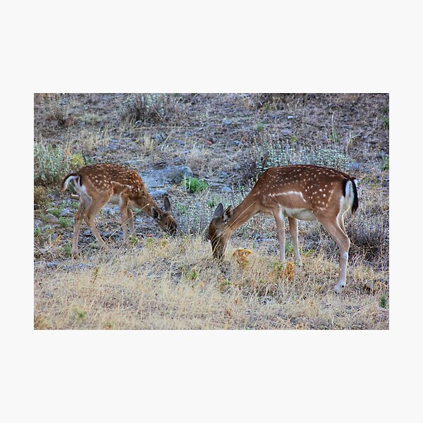 Item preview, Grazing designed and sold by Vicki Spindler (VHS Photography).