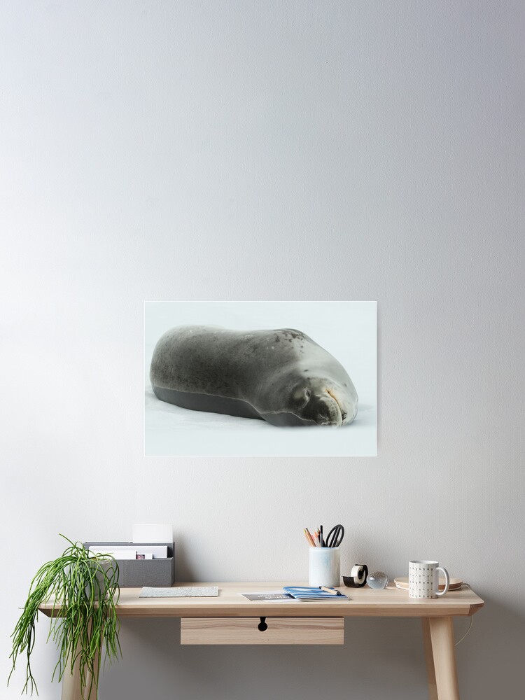 Thumbnail 2 of 3, Poster, Leopard Seal designed and sold by DavidBurren.