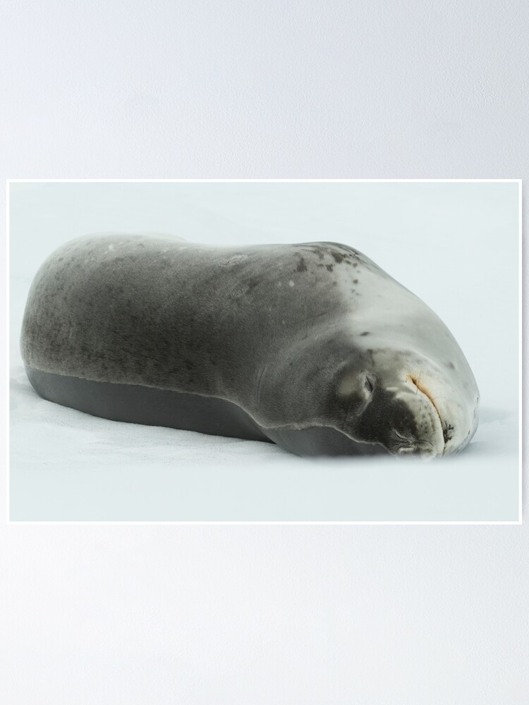 Thumbnail 1 of 3, Poster, Leopard Seal designed and sold by DavidBurren.
