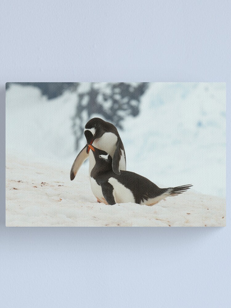 Thumbnail 1 of 3, Canvas Print, Penguin cuddles designed and sold by DavidBurren.